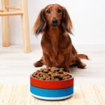 Red and Blue Color Block Pet Bowl